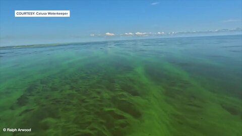 Port Charlotte residents spotting blue-green algae as Lake O experiences blooms