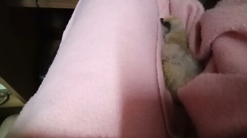 Silkie chick sound asleep 15th June 2021