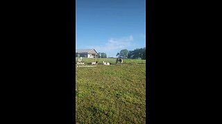 Baby calves enjoying sunshine.