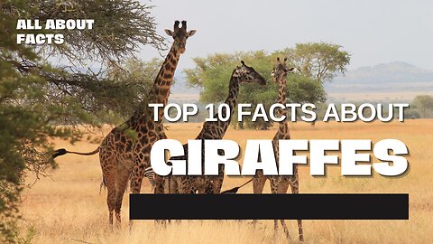 Top 10 Facts About Giraffes