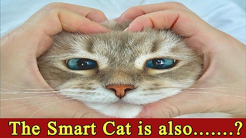 The Smart Cat Is Also Priced To Run Smartly: The Good, The Bad, And The Ugly