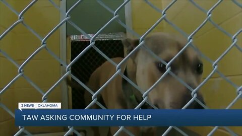 Tulsa Animal Welfare beyond capacity