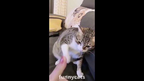 cats funny movement