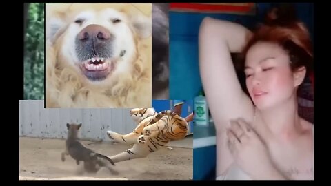 Funny Animals Prank Try Not To Laugh | Funniest Animals Vines 2023