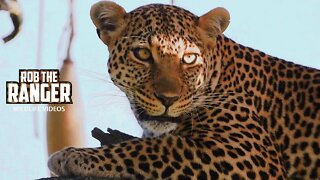 Luluka Female Leopard And Cub Jilime | Maasai Mara Safari | Zebra Plains