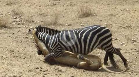 Amazing_ Lion vs Zebra with unexpected escape