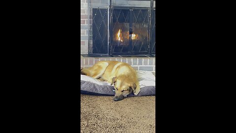 Must be nice #mustbenice #ilovemydog #fireplaces #doglife #doglover #adsonreels