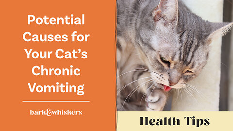 Potential Causes for Your Cat’s Chronic Vomiting