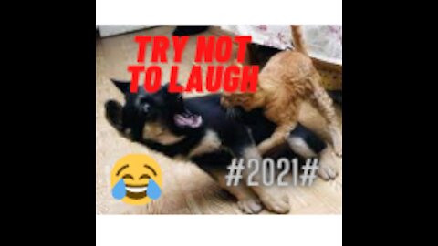 2021 funny animals, try not to laugh challenge, funny pets