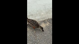 One Duck Eating Foods On The Ground #subscribe #shorts #viral #trending #duck #cute
