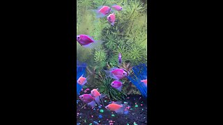 moonrise pink tetra glofish and galactic purple tetra glofish