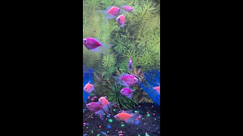 moonrise pink tetra glofish and galactic purple tetra glofish