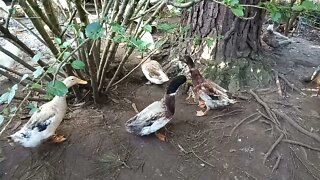 Some mixed breed ducks just relaxing before bed 18th June 2021