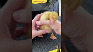 Look 🥰 at Lovely Puppies 🐤 🐤 || #shorts