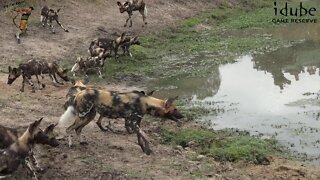 African Painted Dogs Upset Hippo