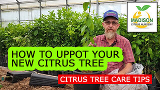 How To Up Pot Your New Citrus Tree - Madison Citrus Nursery