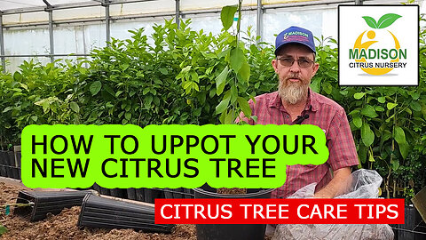 How To Up Pot Your New Citrus Tree - Madison Citrus Nursery