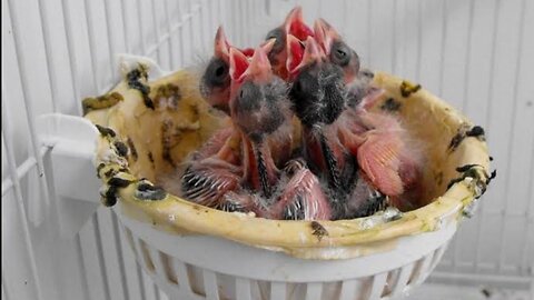 newly hatched parrot