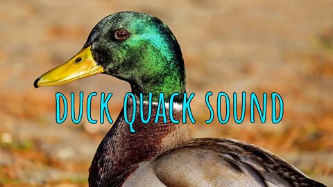 DUCK QUACK 🦆Sound Effect Free Download - 0:19 Minutes