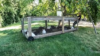 Moving 300 Animals Daily On The Homestead!