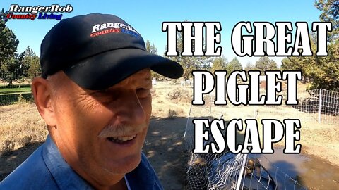 The Great Piglet Escape, Idaho Pasture Pigs