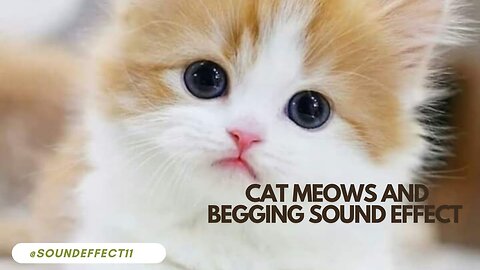 Every Cat has a Different Meowing Voice