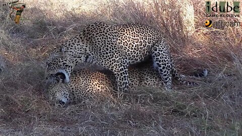 WILDlife: Rough Leopard Loving
