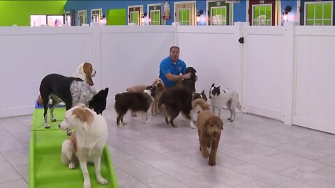 Westchase doggy daycare believes dogs can set New Years resolutions too