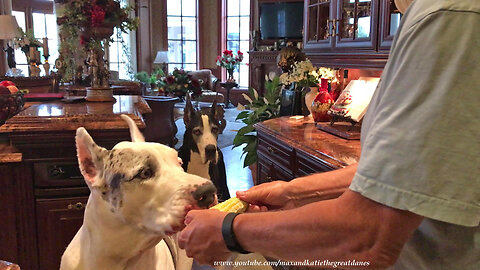 Polite Great Danes Enthusiastically Enjoy Corn On The Cob