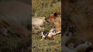 Lovely Lion Cub #shorts | #ShortsAfrica