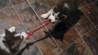 Husky Puppy Tug of War! Who is going to Win?