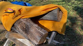 Freedom tree hive, releasing the beests. It was cold so some girls look dead, but if you bring them inside to do genealogy, they come back to life......... and the house gets exciting.