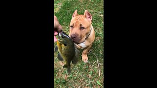 GIANT Pit Bull puppy loves to go fishing! 🦁🎣