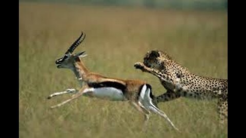 Cheetah hunt impala (wildlife)
