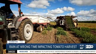 Rain may negatively affect tomato crops this year