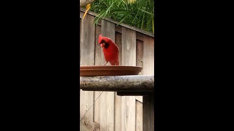 Back Yard Birds Hawai’i Male Northern Cardinal