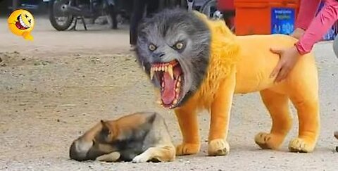 FUNNY DOG PRANK WITH FAKE LION/TIGER COSTUME