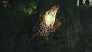 WILDlife: Leopards Pairing In Africa