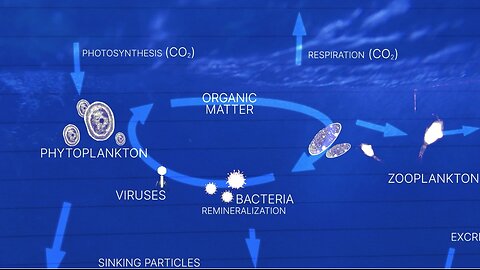 organic matter to viruses