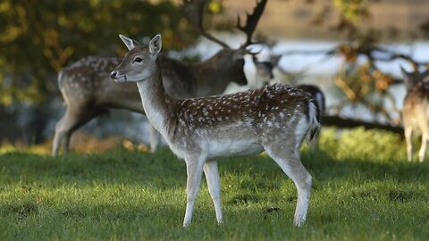 MS Roe cute deer running in snow covered rural field