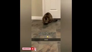 cute cat videos 😹 funny videos 😂1783