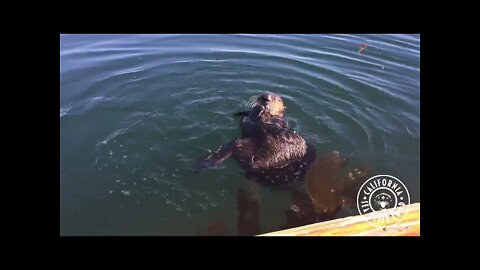 California Sea Otter Fund