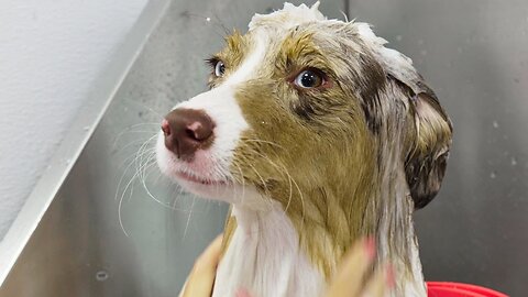 She's THRILLED about her bath | Mini American Shepherd