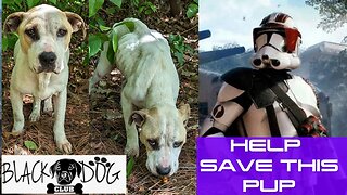 May The Fourth Be with You Charity stream! | Fortnite to save this Dog! |
