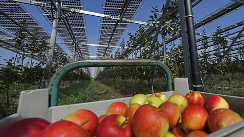 Farmers Experimenting With Solar Panels To Generate More Revenue