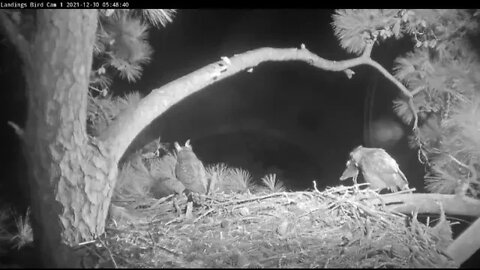 Great Horned Owls-Breakfast is Served 🦉 12/30/21 5:48 AM