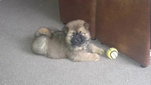 2020 Chow Chow - Dog Breed - Ninja the Kung Fu Master : Baby Chow's / Puppies