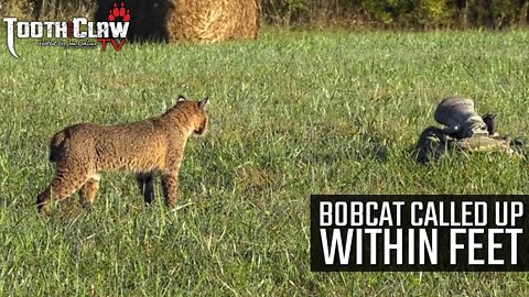Bobcat Called Up Within Feet