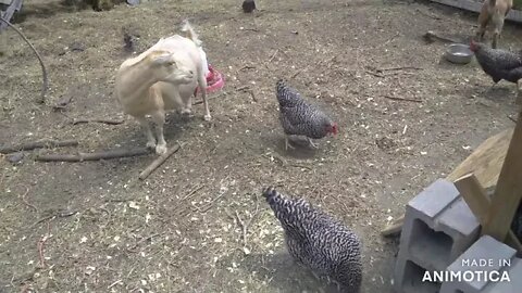 Goat proofing the chicken feeder