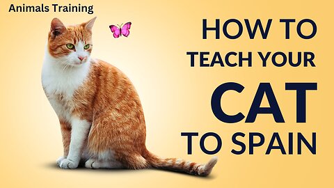 How to Teach Your Cat to Spain!